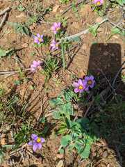Moraea versicolor