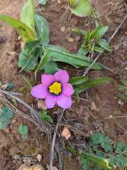 Moraea versicolor