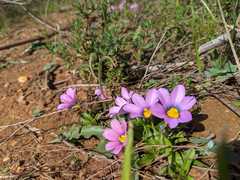 Moraea versicolor