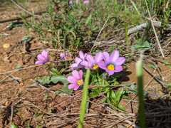Moraea versicolor