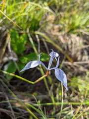 Moraea tripetala