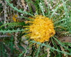 Banksia nobilis