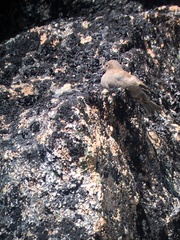Leucosticte tephrocotis littoralis