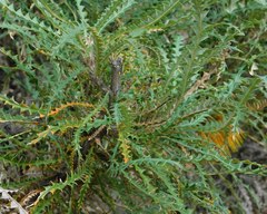 Banksia nobilis