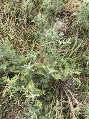 Artemisia adamsii