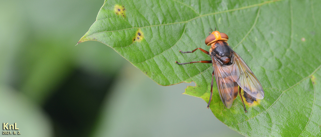 Volucella nigropictoides