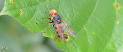 Volucella nigropictoides
