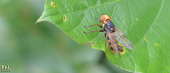 Volucella nigropictoides