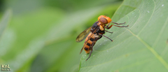 Volucella nigropictoides