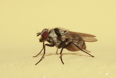 Anthomyia silvestris