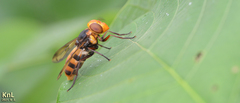 Volucella nigropictoides