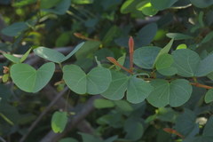 Bauhinia galpinii