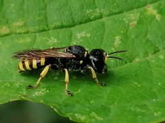 Ectemnius cephalotes