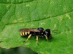 Ectemnius cephalotes