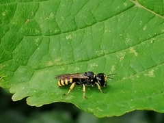 Ectemnius cephalotes