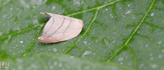 Pseudalbara parvula
