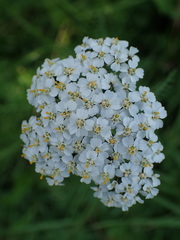 Achillea millefolium