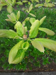 Magnolia dealbata