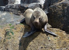 Arctocephalus pusillus