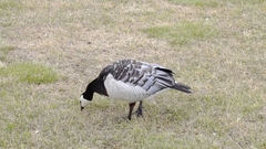 Branta leucopsis