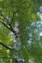 Betula pendula pendula