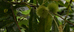 Castanea crenata