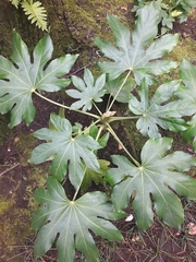 Fatsia