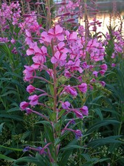 Chamaenerion angustifolium