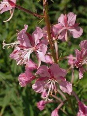 Chamaenerion angustifolium