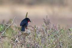 Laniarius erythrogaster
