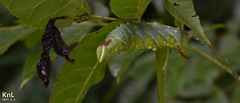 Smerinthinae