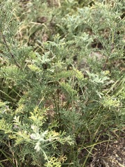 Artemisia adamsii