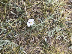 Convolvulus ammannii