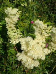 Filipendula ulmaria