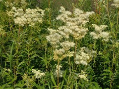 Filipendula ulmaria