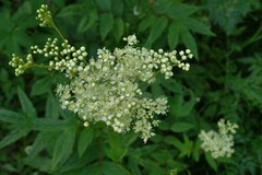 Filipendula ulmaria