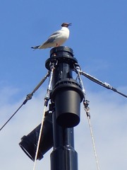 Chroicocephalus ridibundus