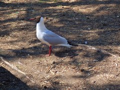 Chroicocephalus ridibundus