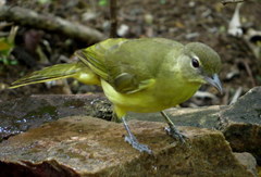 Chlorocichla flaviventris