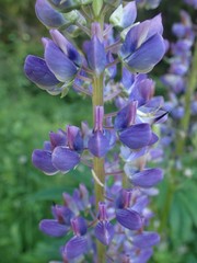 Lupinus polyphyllus