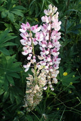 Lupinus polyphyllus