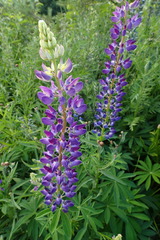 Lupinus polyphyllus