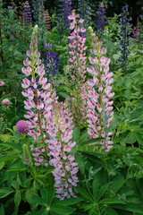 Lupinus polyphyllus