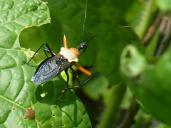 Rhynocoris nitidulus
