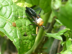 Rhynocoris nitidulus