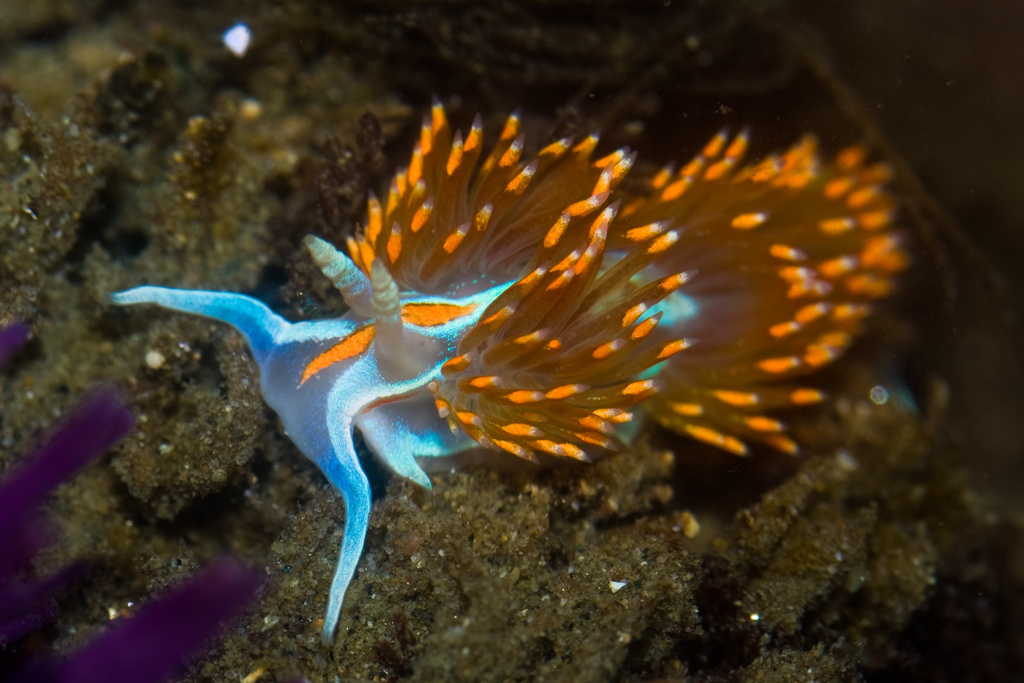 Opalescent Nudibranch