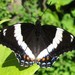American White Admiral - Photo (c) Gilles Gonthier, some rights reserved (CC BY)