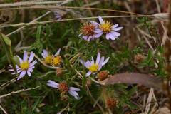 Aster altaicus