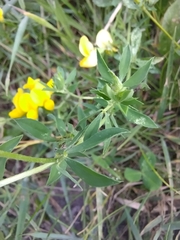 Lotus corniculatus