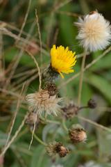 Sonchus brachyotus